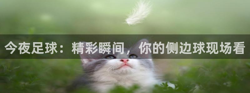 今夜足球：精彩瞬间，你的侧边球现场看