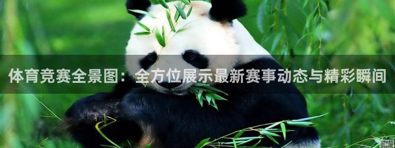 体育竞赛全景图：全方位展示最新赛事动态与精彩瞬间