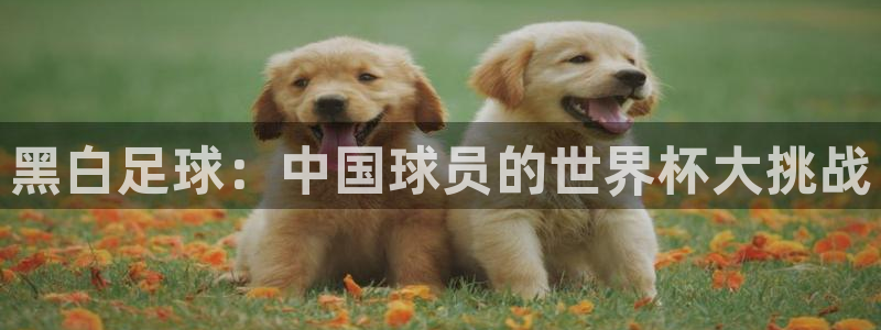 黑白足球：中国球员的世界杯大挑战
